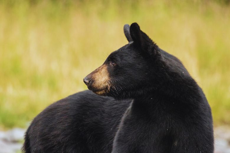 Top 10 Animals You'll See in The Great Smoky Mountains